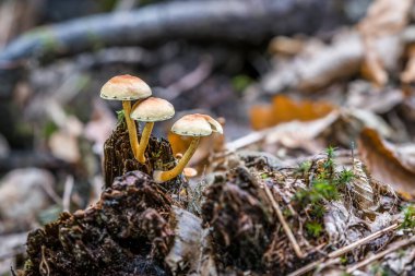 Almanya 'nın Bavyera kentinde sonbaharda çürümüş bir ağaç dalında mantarların yakın çekimi.