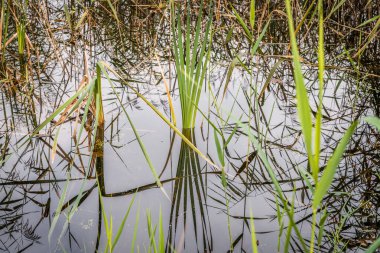 Almanya 'nın Bavyera kentinde sonbaharda altın ışıklı kıyı bitkileriyle gündoğumunda ormandaki bir gölet ve akarsuyun fotoğrafı.