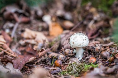 Almanya 'nın Bavyera şehrinde sonbaharda yosunlu zeminde mantarların yakın çekimi