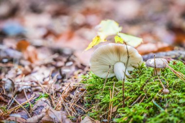 Almanya 'nın Bavyera şehrinde sonbaharda yosunlu zeminde mantarların yakın çekimi