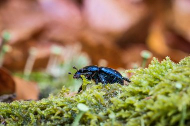 Almanya 'da ağaç kütüğü ve yosun üzerindeki orman gübre böceğinin yakın çekimi