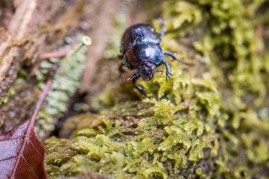 Almanya 'da ağaç kütüğü ve yosun üzerindeki orman gübre böceğinin yakın çekimi
