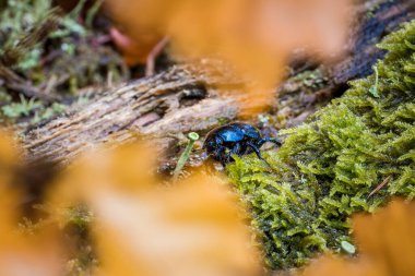 Almanya 'da ağaç kütüğü ve yosun üzerindeki orman gübre böceğinin yakın çekimi