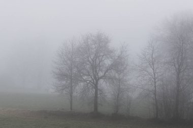 Almanya 'nın Bavyera Ormanı' nda Kasım Sisi Kış manzaraları