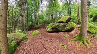 Yoğun Orman Antik Doğal Manzara 'da Büyük Yosun Kaplamalı Granit Kaya oluşumu