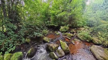 Almanya 'nın Bavyera Ormanı' ndaki güneş ışığı ve huzurlu doğa manzarasıyla birlikte ormandan akan dağ deresi.
