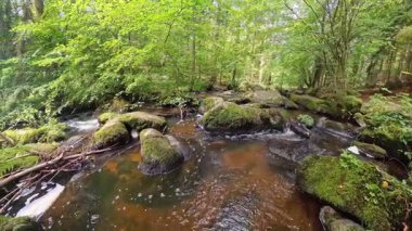 Almanya 'nın Bavyera Ormanı' ndaki güneş ışığı ve huzurlu doğa manzarasıyla birlikte ormandan akan dağ deresi.