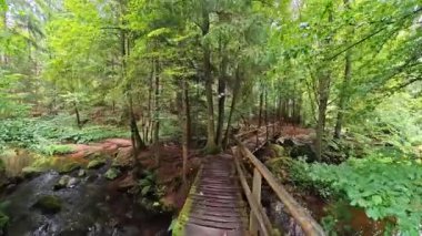 Kırsal Ahşap Köprü 'de Yürüyen Orman Akıntısı Engelli Doğa Yürüyüşü POV' u
