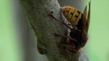 Avrupa eşekarısı ağaç kabuğuyla besleniyor. Aşırı vahşi yaşam yakın plan.