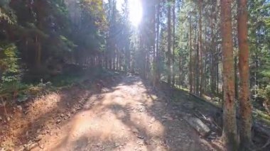 Sunny Autumn Forest Walk POV Bavyera 'da Woodland Trail' de yürüyüş