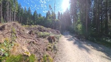 Sunny Autumn Forest Walk POV Bavyera 'da Woodland Trail' de yürüyüş