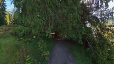 Sunny Autumn Forest Walk POV Bavyera 'da Woodland Trail' de yürüyüş