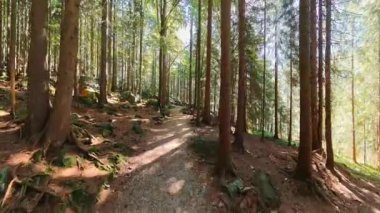Sunny Autumn Forest Walk POV Bavyera 'da Woodland Trail' de yürüyüş