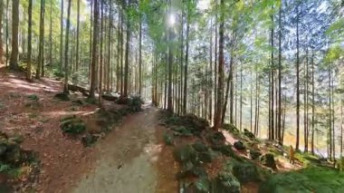 Sunny Autumn Forest Walk POV Bavyera 'da Woodland Trail' de yürüyüş
