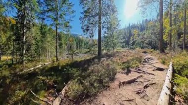 Sunny Autumn Forest Walk POV Bavyera 'da Woodland Trail' de yürüyüş