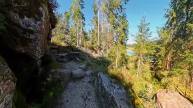 Sunny Autumn Forest Walk POV Bavyera 'da Woodland Trail' de yürüyüş