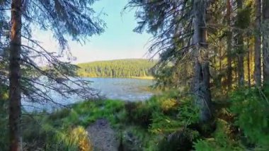 Kleiner Gölü 'nde sonbahar yürüyüşü POV Arbersee Bavyera Ormanı' nda kıyı boyunca yürüyüş