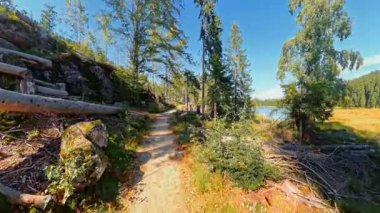 Sunny Autumn Forest Walk POV Bavyera 'da Woodland Trail' de yürüyüş