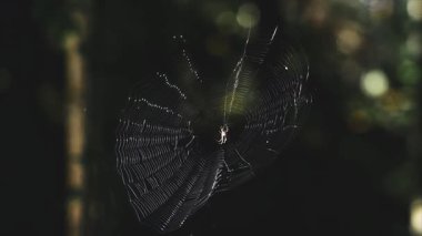 Örümcek ağda yavaşça hareket ediyor orman ışığı makro doğada yakın plan