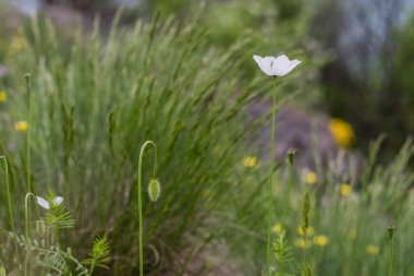 beyaz gelincik (Papaver rhoeas)