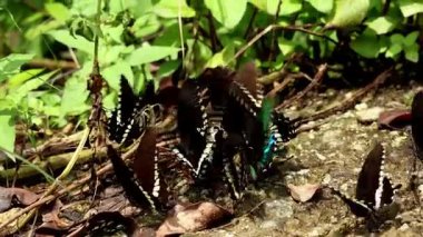 Islak topraklarda su toplayan kırlangıç kelebekleri. Hindistan 'ın Himachal Pradesh kentinde yeni bir muson sabahı mineral zengini ıslak toprakta su birikintisi yapan Papilionidae kelebeklerini görüntüleyen yakın plan bir video..