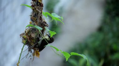 Dişi mor güneş kuşu yuvasını inceliyor. Bu yakın plan video, Hindistan 'ın Himachal Pradesh kentindeki huzurlu bir bahçeye yeni inşa edilen yuvasına ulaşan dişi bir mor güneş kuşunu (Cinnyris asiaticus) yakalar..