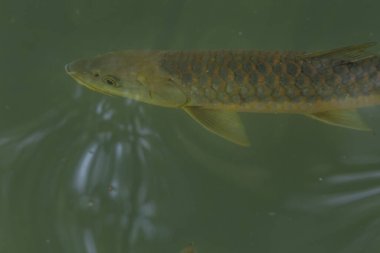 Canlı, nesli tükenmekte olan bir altın mahkaha (Tor putitora) balığı, karmaşık pullarını ve doğal güzelliklerini sergileyerek, berrak dalgalı turkuaz sularda zarafetle süzülür..