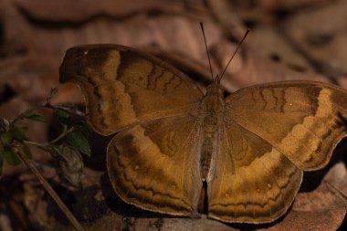 Yaprak kelebeği taklit ediyor yaz mevsiminde ormanda yerde puding yapıyor.