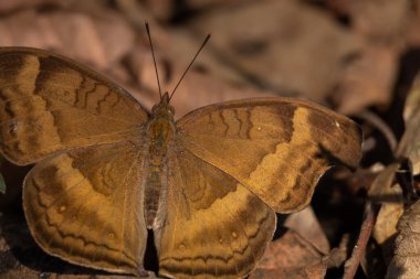 Ormanda gündüz vakti güneşlenen çikolatalı bir nonoşun (Junonia iphita) yakın plan çekimi.