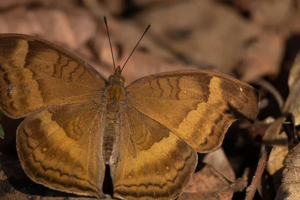 Ormanda gündüz vakti güneşlenen çikolatalı bir nonoşun (Junonia iphita) yakın plan çekimi.