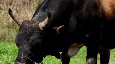 Belirgin boynuzları olan görkemli bir başıboş boğa dingin bir tarlada yemyeşil otlar otluyor. Görkemli bir başıboş boğa. Önde gelen boynuzları var. Serin bir tarlada yemyeşil otlar otluyor..