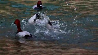 Hindistan 'ın Himachal Pradesh kentinde kış boyunca Beas nehrinde tekrar tekrar dalış yapan savunmasız ve sıradan bir ördek sürüsünü gösteren yakın çekim yavaş çekim videosu..