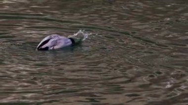 Yakın çekim yavaş çekim videosu Hindistan 'ın Himachal Pradesh kentinde kış mevsiminde Beas nehrinde ördek banyosu ve su sıçratmayı gösteriyor..