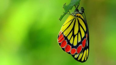 Yakın plan bir vahşi yaşam videosu, kozasından yeni çıkmış bir jezebel kelebeğin yumuşak sabah ışığında kanatlarını kuruturken doğal bir ağaç dalına asıldığını gösteriyor..