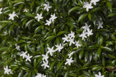 Yeşil, yemyeşil yasemin bitkisinin huzurlu ve güzel arka planı. Yakın plan, doğal bahçesinde tazelik hissi taşıyan küçük beyaz bir çiçek gösteriyor.