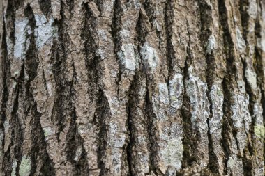 Kaba doğal ağaç kabuğu dokusu, kahverengi ahşap yüzeyi var. Yakından bakınca, eski ve yıpranmış bir dış görünüşün karmaşık bir kalıbını ve engebeli detaylarını ortaya çıkarıyor.
