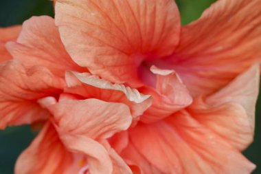 Narin mercan turuncu amber çiçeğinin güzel makrosu tam çiçek açmış. yumuşak, dalgalı taç yaprağı doğadan huzurlu ve zarif bir çiçek arkaplanı yaratır.