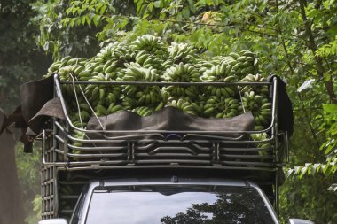 Kırsal yolda büyük miktarda olgunlaşmamış yeşil muz taşıyan bir kamyonet. Taze meyvelerin bu tarımsal taşımacılığı çiftliğin günlük ürünlerini ve kaynaklarını gösteriyor.