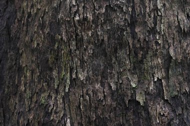 Koyu kahverengi ağaç kabuğu dokusunun detaylarını kapat. engebeli, doğal ve kaba ahşap arka plan kırsal eski bir desen gösteriyor, yıpranmış ve karakterle dolu.