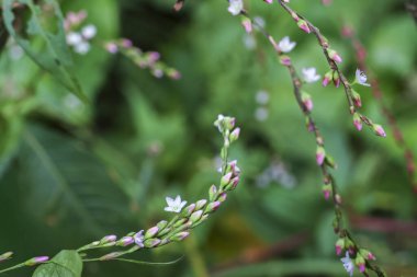 Doğadaki yeşil bitkinin üzerindeki narin beyaz çiçek. İnce gövdeli güzel bir bitki örtüsü ve yumuşak arka planlı bir yaprak. Huzurlu ve huzurlu.