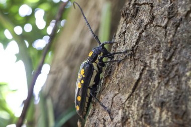 Sarı benekli yabani uzun boynuzlu böceğin büyüleyici yakın çekimi. Bir böcek türü, ağaç kabuğunda sürünen doğal ortamında vahşi yaşamı gösteren bir böcek türü.