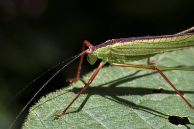 Uzun antenli yeşil katydid böceği canlı bir yaprağa dayanır. Makro fotoğrafçılık, karanlık arka planlı doğal ortamında detaylı bir vahşi hayvan görüntüsü yakalamış.