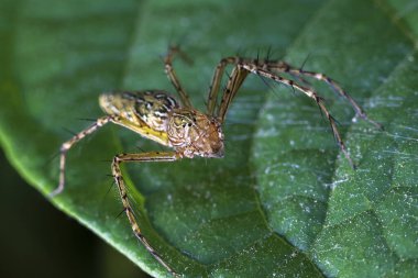 Doğal ortamda canlı yeşil yaprak üzerinde sabırla bekleyen kahverengi vaşak örümceğini uyarın. Makro fotoğrafçılık eklembacaklı avcının karmaşık detaylarını yakalar