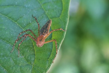 Odaklanmış kahverengi örümcek canlı yeşil yaprağın üzerinde dinleniyor. Bu makro fotoğraf, küçük eklembacaklı yırtıcının doğal yaşam alanındaki karmaşık detaylarını yakalar.