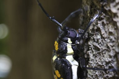 Uzun boynuzlu böceğin Macro 'su. Dalgalı ağaç kabuğuna tırmanan parlak sarı benekleri var. Detaylı böcek fotoğrafçılığı doğal yaşam ortamında uzun antenler gösteriyor
