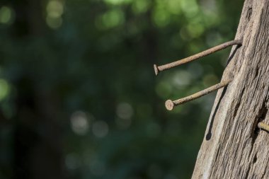 Eski paslı metal çivi yıpranmış keresteye çakılmış. Unutulmuş, terk edilmiş, yeşil arka planı bulanık, sessiz ihmal ve çürüme hissi veren bir nesne.