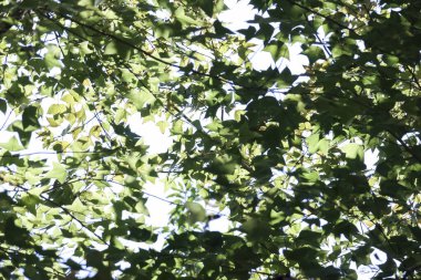 Bereketli yeşil ağaç tepe örtüsünün yukarı doğru sakin manzarası ve içinden süzülen güzel güneş ışığı. Sakin yaz günlerini gösteren yaprakların barışçıl ve soyut arka planı