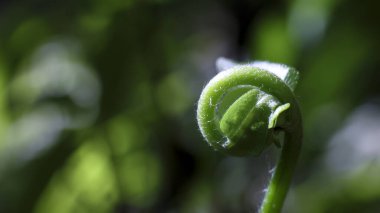Narin yeşil keman başı eğreltiotu yaprakları baharda açılır, dingin bir şekilde yeni bir yaşam ve büyüme gösterir. Huzurlu gür orman arka planındaki genç bitkinin makro detayları