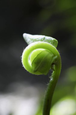 Yeni bir hayat, ilkbaharda yeşeren canlı yeşil filizler. Kemancı bitkisinin sarmal şekilli makro detaylarını kapat. Doğada umut verici başlangıçlar ve büyüme var.