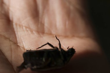 Ürkütücü ölü böcek, böcek, insan elinin üzerinde yatıyor. Koyu, bulanık makro fotoğraf böcek bacaklarını gösteriyor, ölüm ve çürüme kavramını.